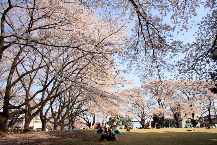 狭山稲荷山公園　満開の桜　2008年