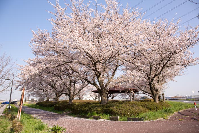 柴山沼（柴山沼公園）満開の桜