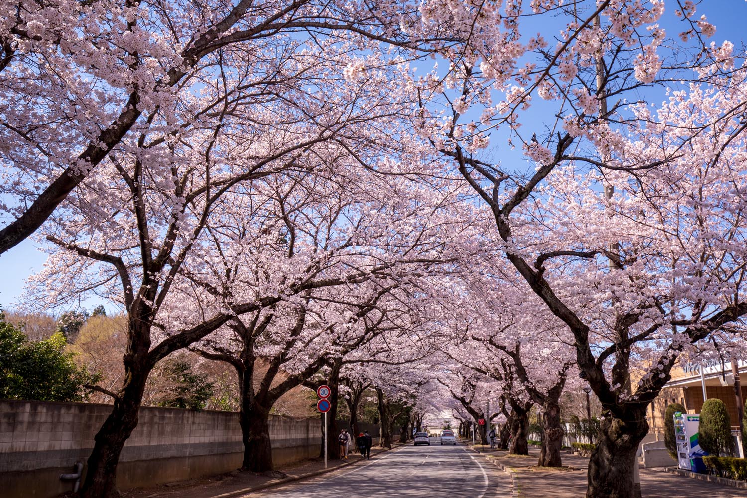 清水公園 千葉県野田市 満開の桜 公園へ行こう