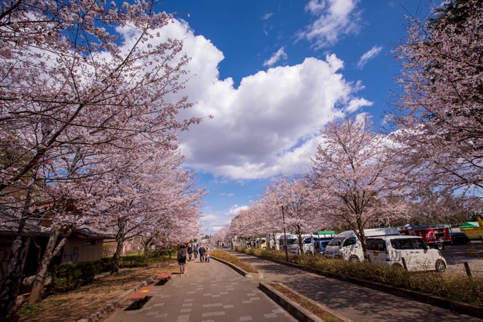 清水公園 千葉県野田市 満開の桜 公園へ行こう