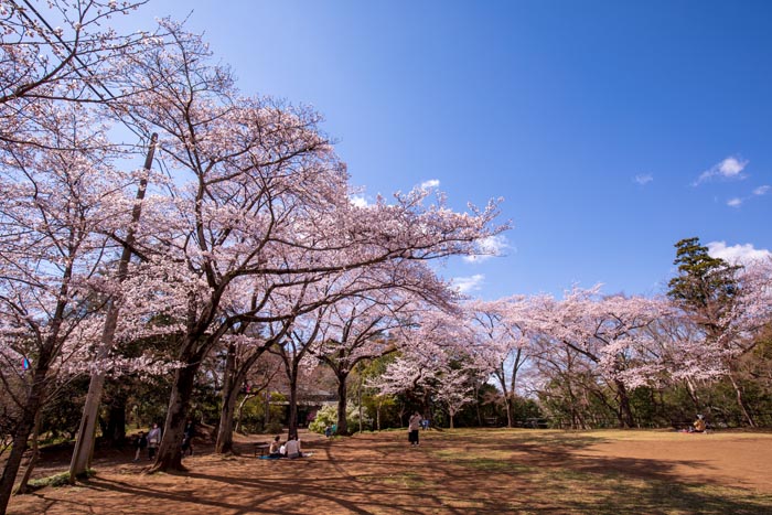 清水公園 満開の桜 公園南西側の芝生広場