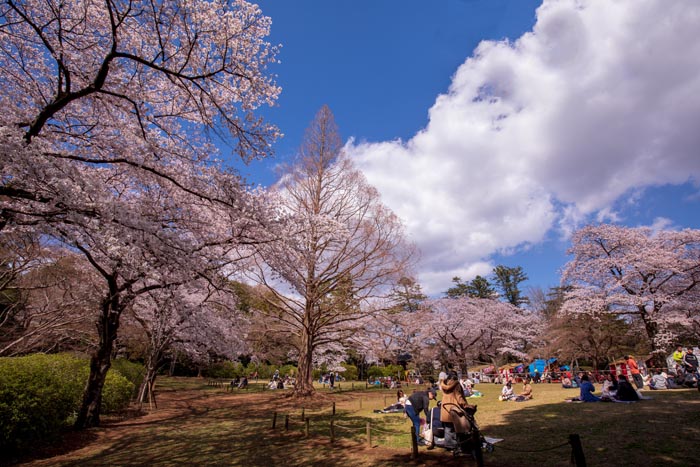 清水公園 満開の桜 金乗院仁王門裏手の芝生広場