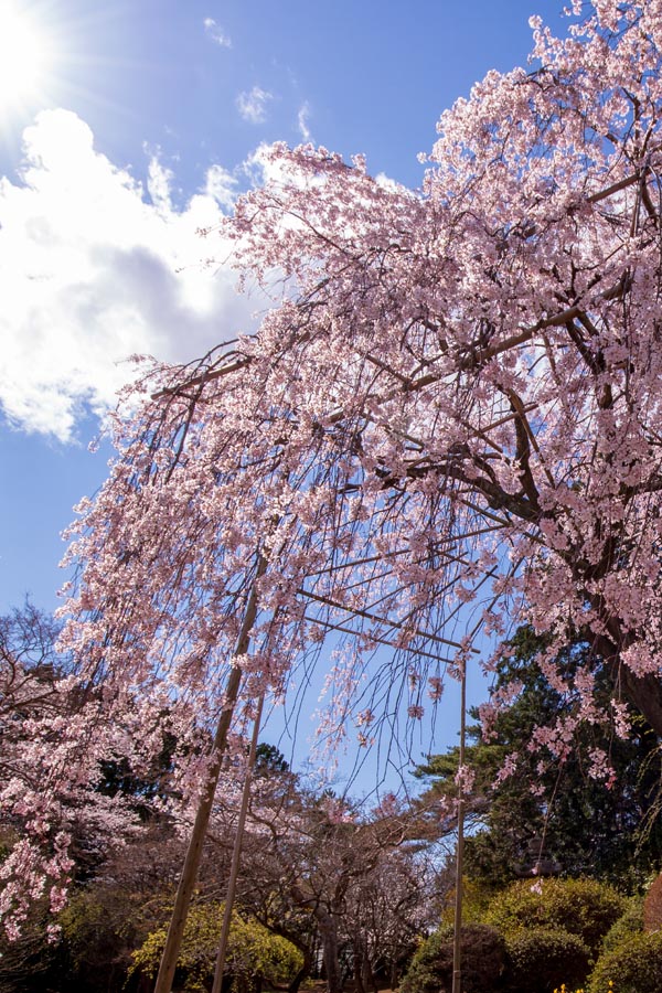 清水公園　満開の桜　しだれ桜