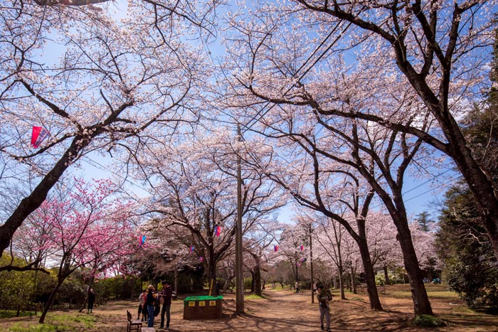 清水公園 満開の桜 しだれ桜と南西側芝生広場へのアクセス道路