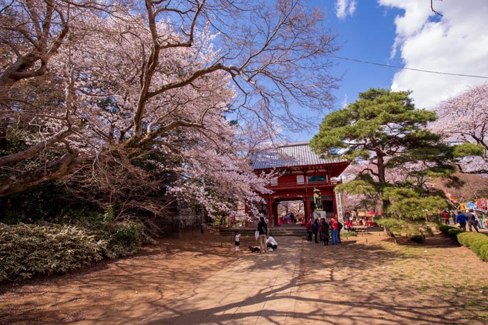 清水公園 満開の桜 金乗院仁王門