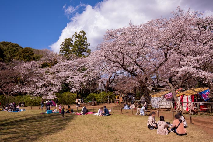 清水公園 満開の桜 金乗院仁王門裏手の芝生広場