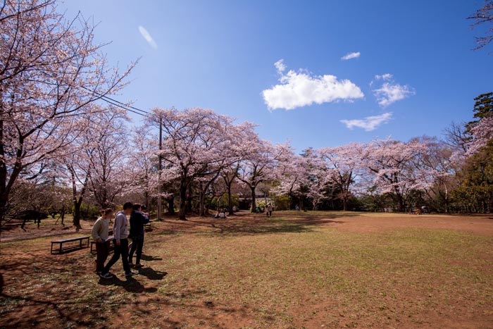 清水公園 満開の桜 しだれ桜近くの芝生広場