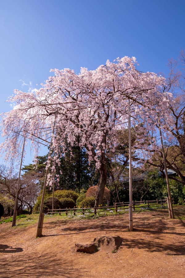 清水公園 満開の桜 しだれ桜