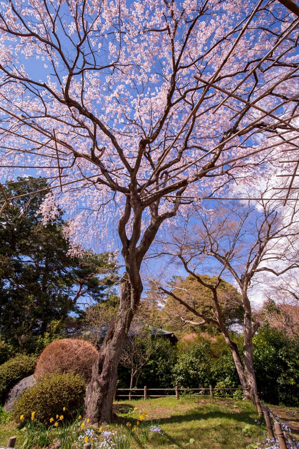 清水公園 満開の桜 しだれ桜