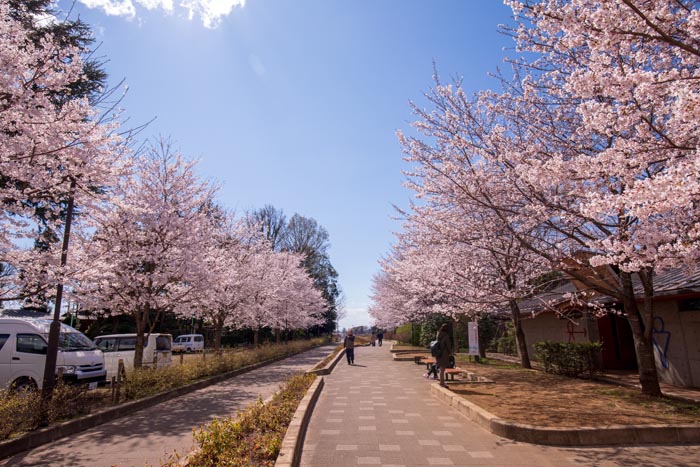 清水公園 満開の桜 住宅地へのトンネル上の新しい桜並木