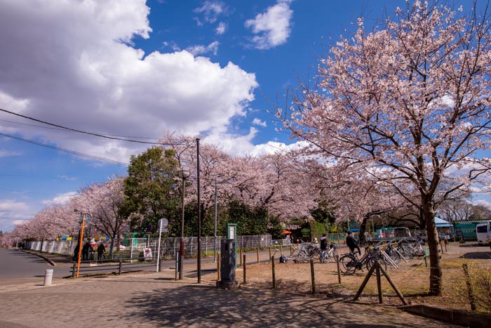 清水公園 満開の桜 ポニー牧場