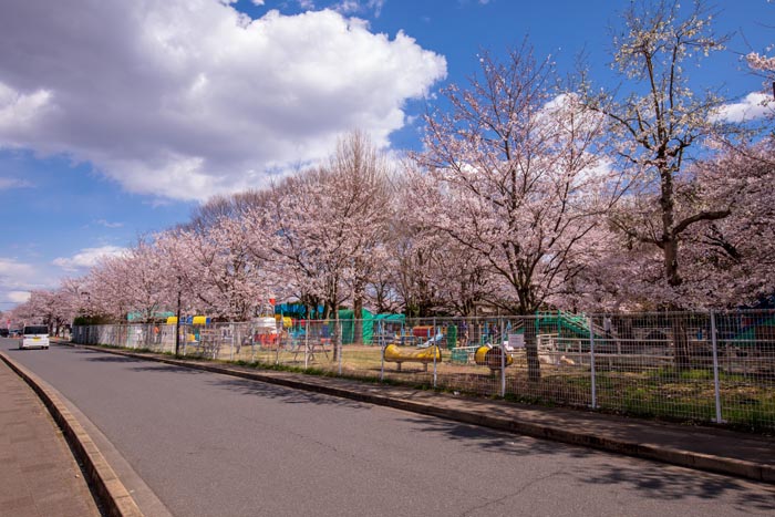 清水公園 満開の桜 ポニー牧場