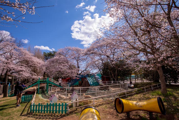 清水公園 満開の桜 ポニー牧場