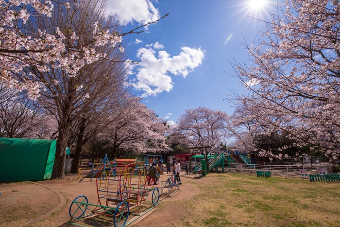 清水公園 満開の桜 ポニー牧場