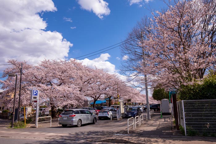 清水公園 満開の桜 清水公園駅からのアクセス道路左手にある駐車場