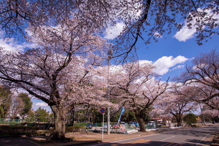 清水公園 満開の桜 野田市総合公園との間の道路の桜並木