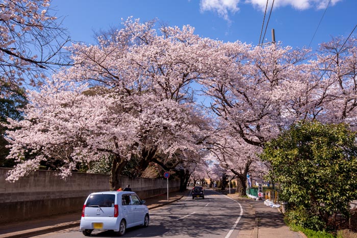 清水公園 満開の桜 野田市総合公園との間の道路の桜並木