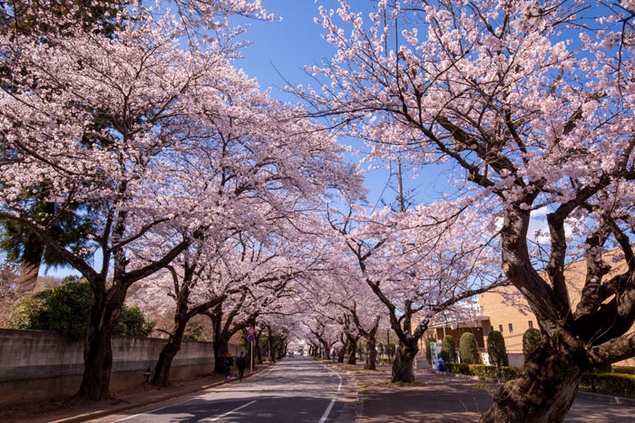 清水公園 満開の桜 野田市総合公園との間の道路の桜並木