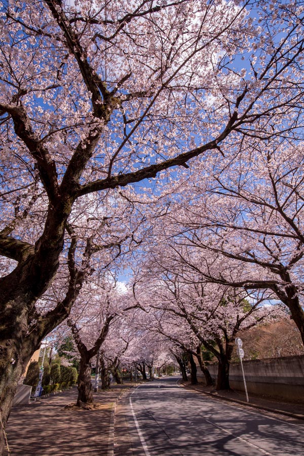 清水公園 満開の桜 野田市総合公園との間の道路の桜並木