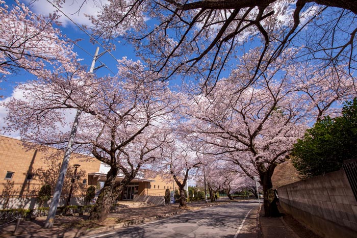 清水公園 満開の桜 野田市総合公園との間の道路の桜並木