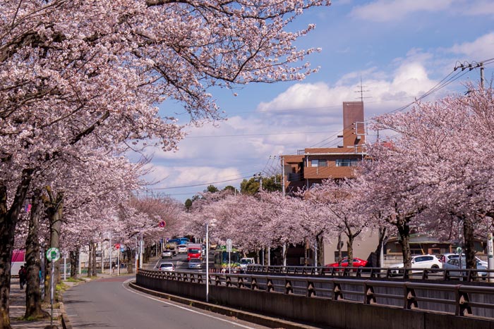 清水公園 満開の桜 野田市総合公園との間の道路の桜並木