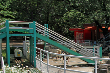 清水公園 ポニー牧場 ヤギ小屋