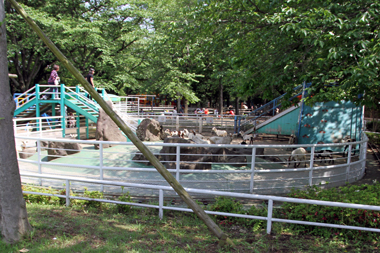 清水公園 ポニー牧場 ヤギ小屋