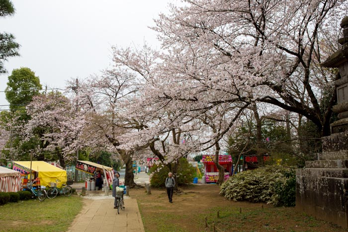 清水公園 満開の桜