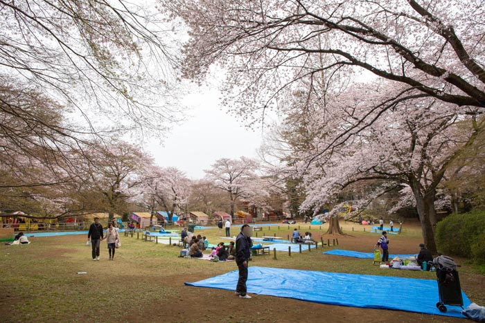 清水公園 満開の桜