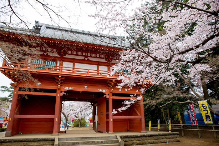 清水公園 満開の桜