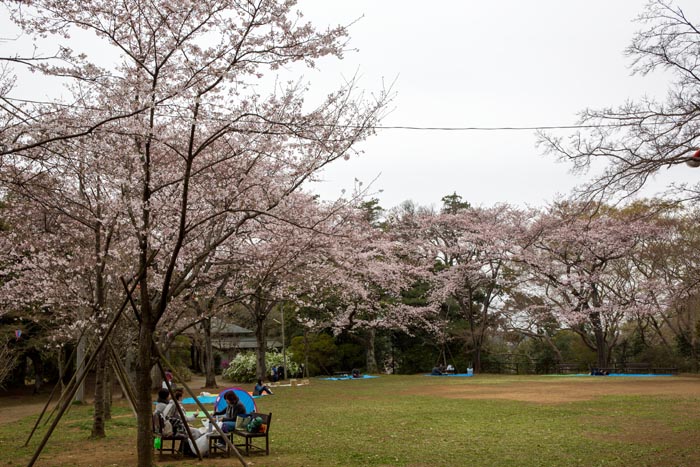 清水公園 満開の桜