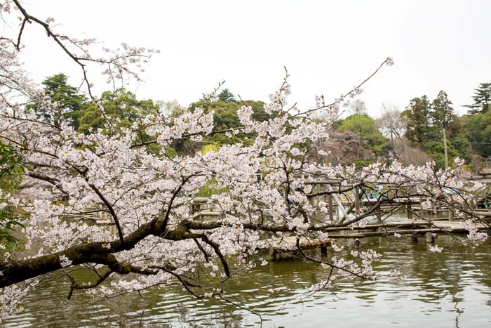 清水公園 満開の桜