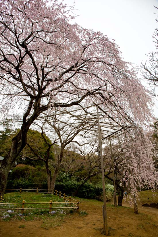 清水公園 しだれ桜