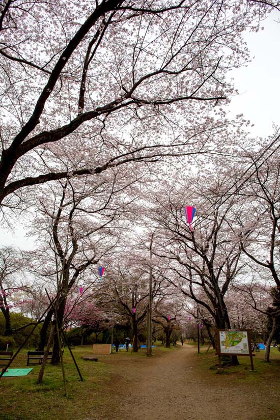 清水公園 満開の桜