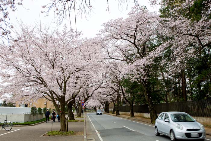 清水公園 野田市総合公園側の桜並木