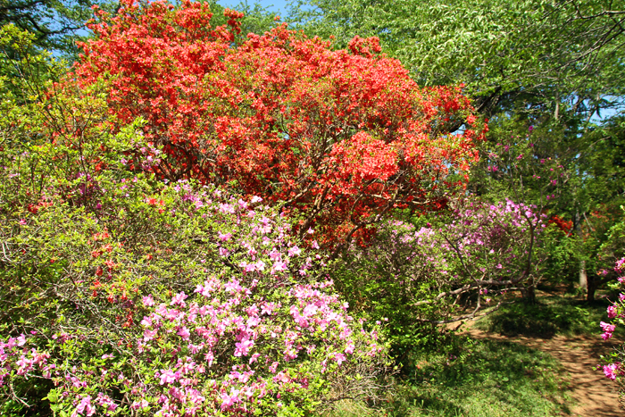 清水公園 つつじ園