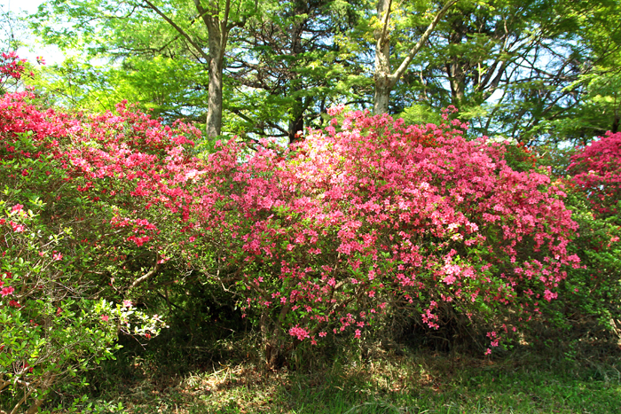 清水公園 つつじ園