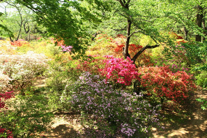 清水公園 つつじ園