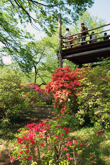 清水公園 つつじ園の怖い展望台