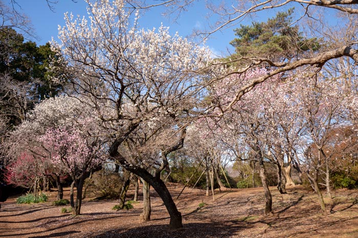 清水公園　梅の木（梅まつり）