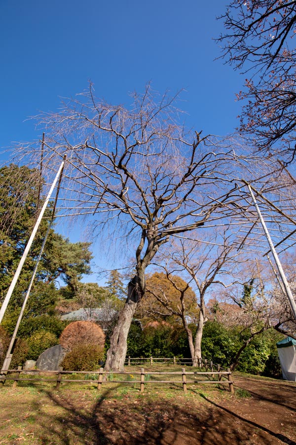 清水公園 梅の木(梅まつり)