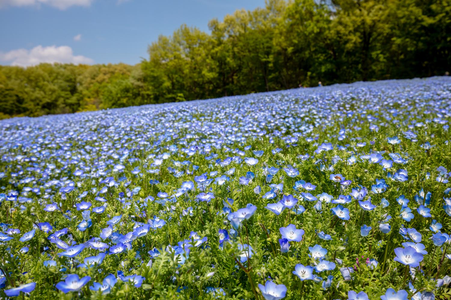 国営武蔵丘陵森林公園（埼玉県比企郡滑川町・熊谷市）ネモフィラの青いじゅうたん／公園へ行こう！