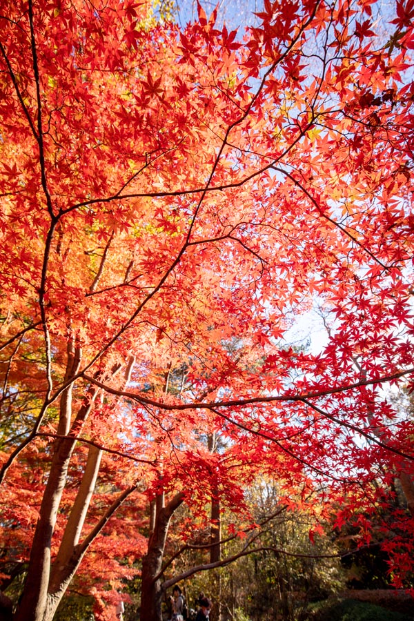 国営武蔵丘陵森林公園　カエデ園の紅葉黄葉　2021年