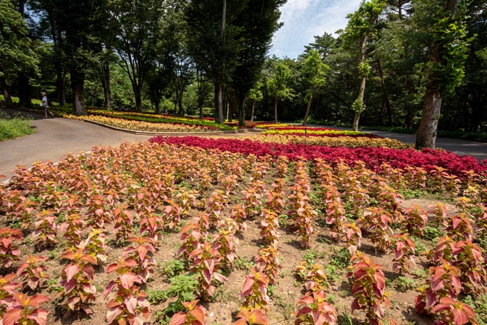 国営武蔵丘陵森林公園 こもれび花畑のコリウス