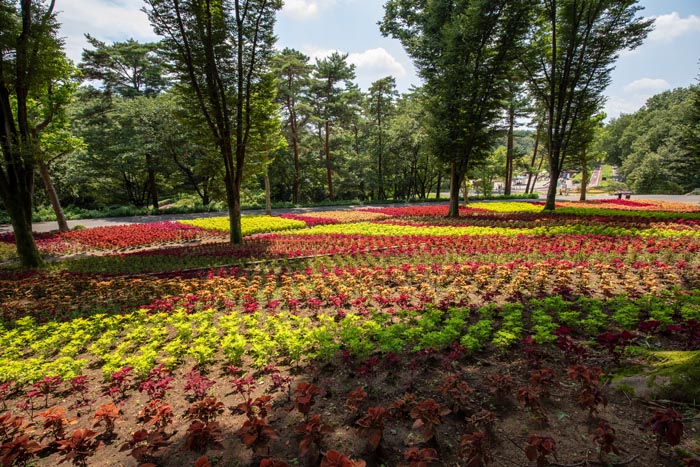 国営武蔵丘陵森林公園 こもれび花畑のコリウス