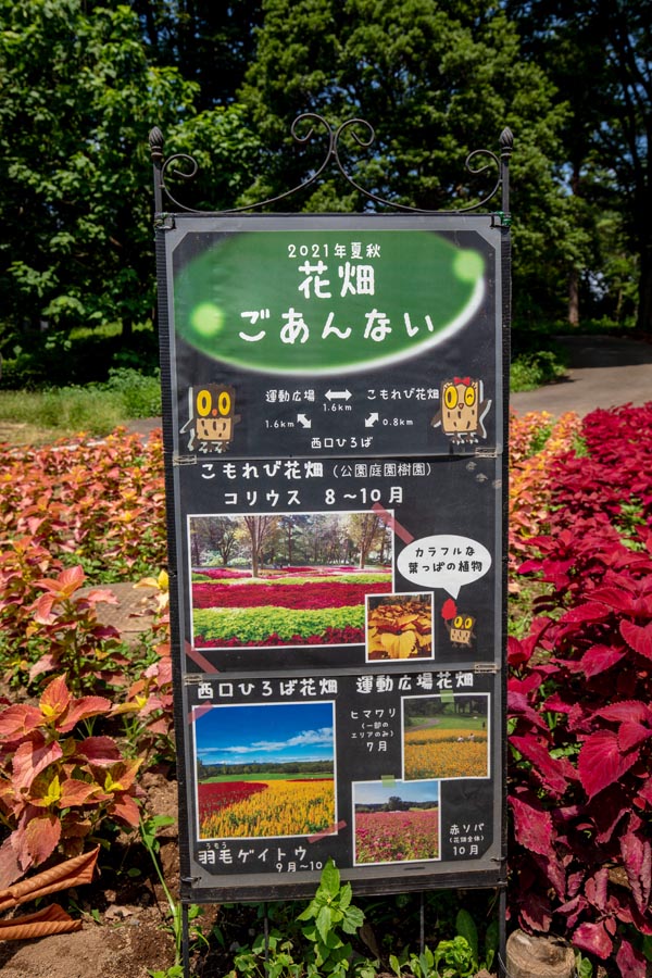 国営武蔵丘陵森林公園 こもれび花畑のコリウス