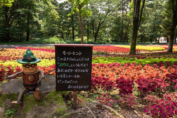 国営武蔵丘陵森林公園 こもれび花畑のコリウス