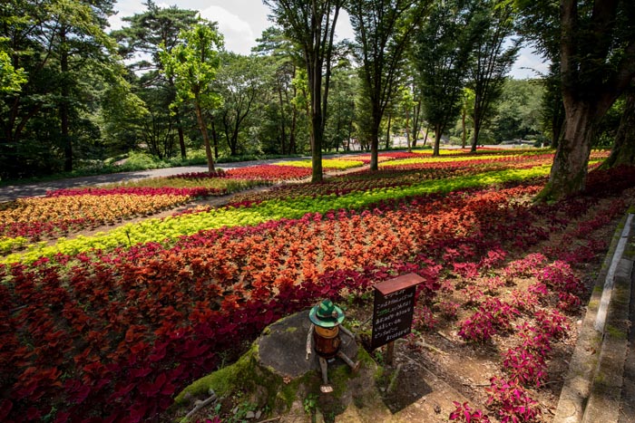 国営武蔵丘陵森林公園 こもれび花畑のコリウス