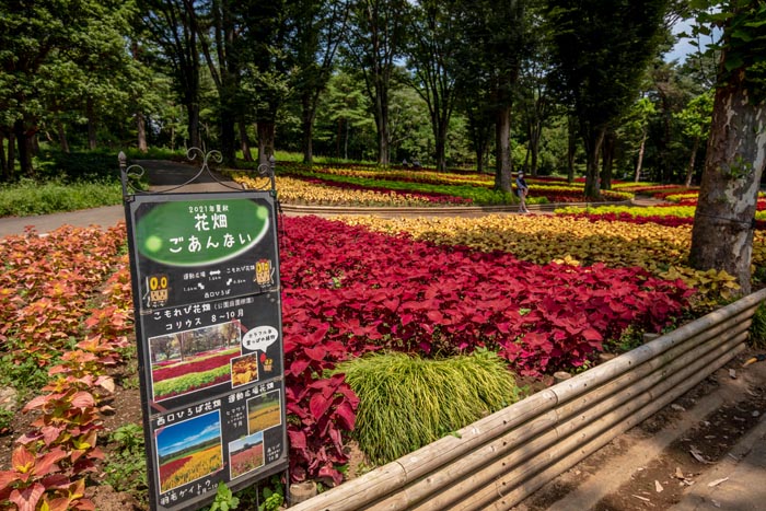 国営武蔵丘陵森林公園 こもれび花畑のコリウス