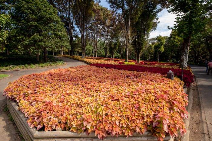 国営武蔵丘陵森林公園 こもれび花畑のコリウス